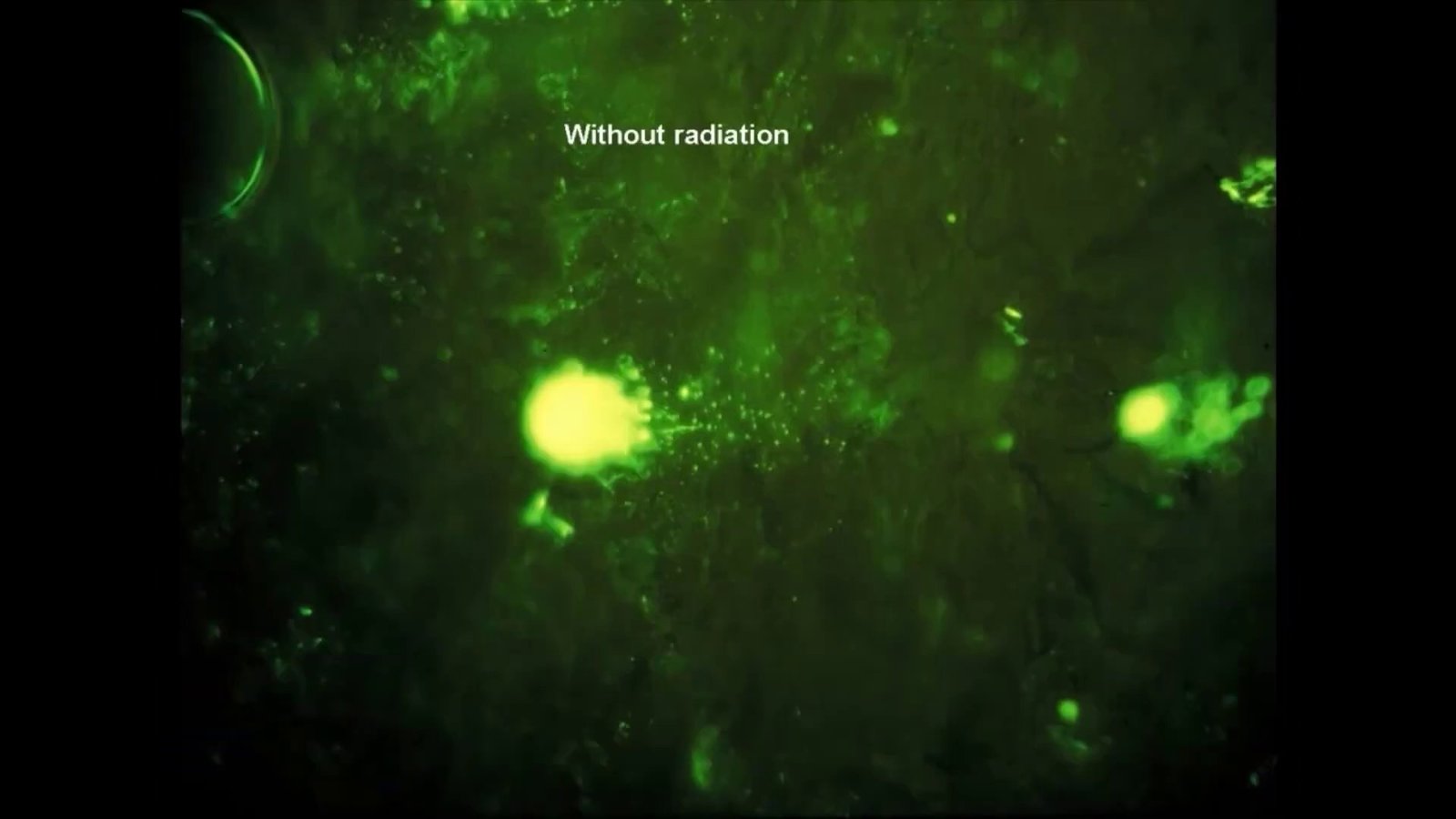 Comet assay fluorescence microscopy image labelled 'Without radiation', showing an intact, compact glowing cell nucleus with minimal tail