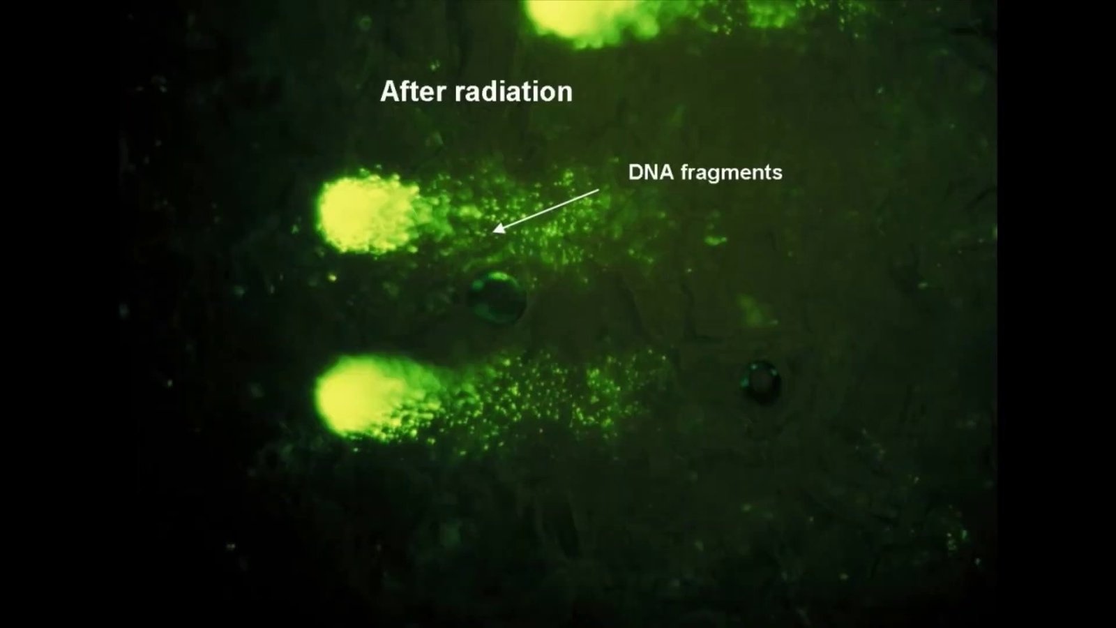 Comet assay fluorescence microscopy image labelled 'After radiation', showing cell nuclei with pronounced comet tails of scattered DNA fragments streaming outward